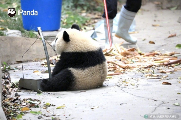 金博体育经典“熊猫坐”！熊猫：接下来我为大家表演一个提肛！(图1)