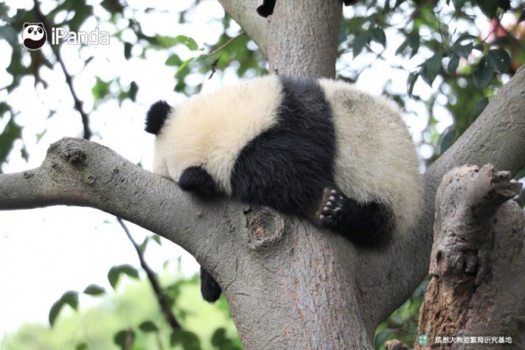 金博体育经典“熊猫坐”！熊猫：接下来我为大家表演一个提肛！(图3)